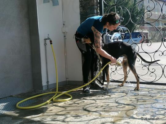 H-und.ch:Die Schweiz mit Hund erleben