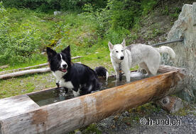 Bien-être pour les chiens dans les Kneipbecken.