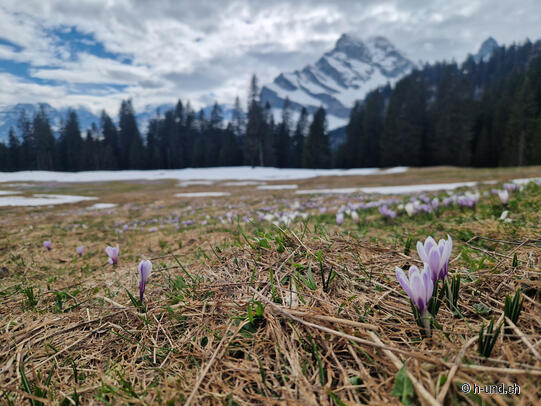 Braunwald crocus tour