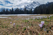 Braunwald crocus tour