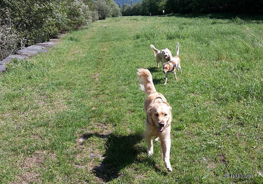 Losone Dog Free Run Zone