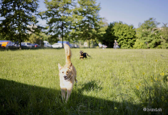 Pista per cani Eulachpark Winterthur